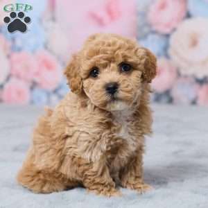 Petunia, Bich-Poo Puppy